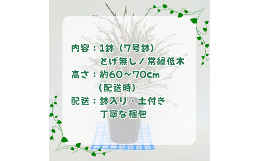 メラレウカ　タイムハニーマータル ／ メラレウカ タイムハニーマータル 植物 観葉植物 ハーブ 鉢植え