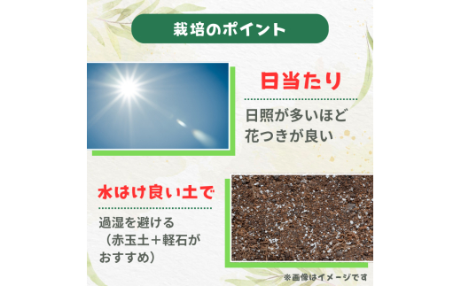 メラレウカ　タイムハニーマータル ／ メラレウカ タイムハニーマータル 植物 観葉植物 ハーブ 鉢植え