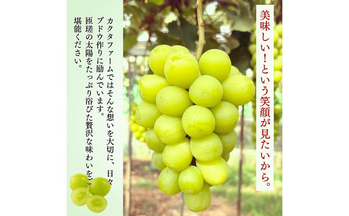 シャインマスカット　1.2kg（2～3房）ぶどう ブドウ 葡萄 シャインマスカット 果物 くだもの フルーツ 1.2kg カクタファーム 朝採り 産地直送 産直 期間限定 千葉県 匝瑳市