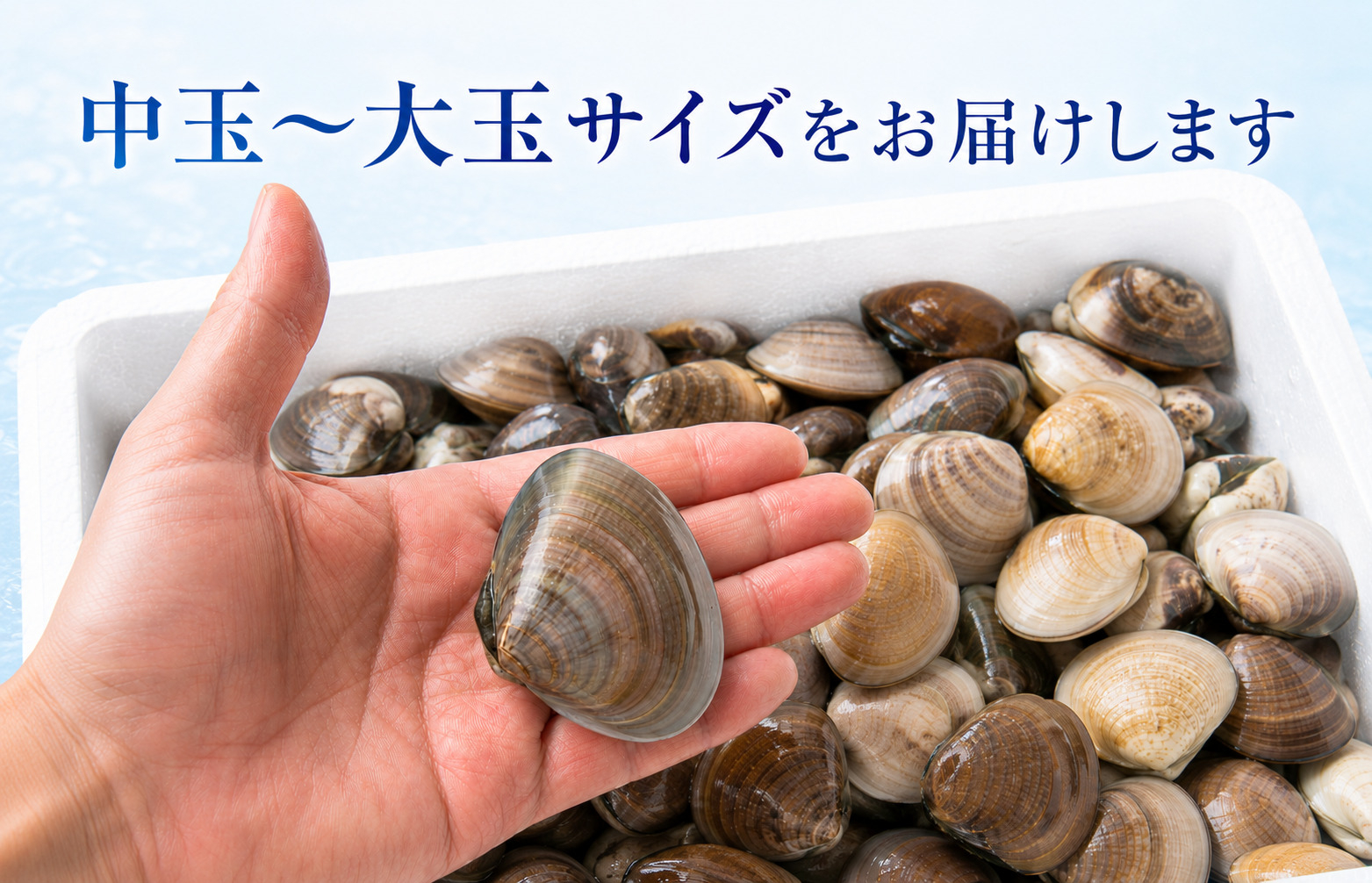 九十九里産　天然　活はまぐり（中玉～大玉） 約2kg（20～32個前後） / はまぐり ハマグリ 蛤 天然 活はまぐり 活ハマグリ 活蛤 中玉 大玉 貝 貝類 魚介 魚貝 海鮮 2kg 九十九里産 産地直送 産直 千葉県 匝瑳市