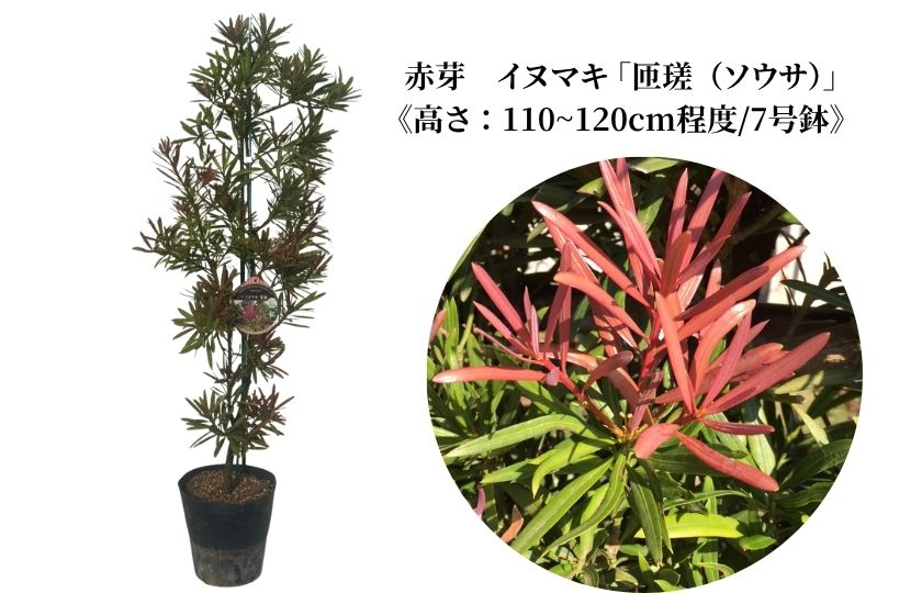 赤芽 イヌマキ  「匝瑳（ソウサ）」《高さ：110～120cm程度》