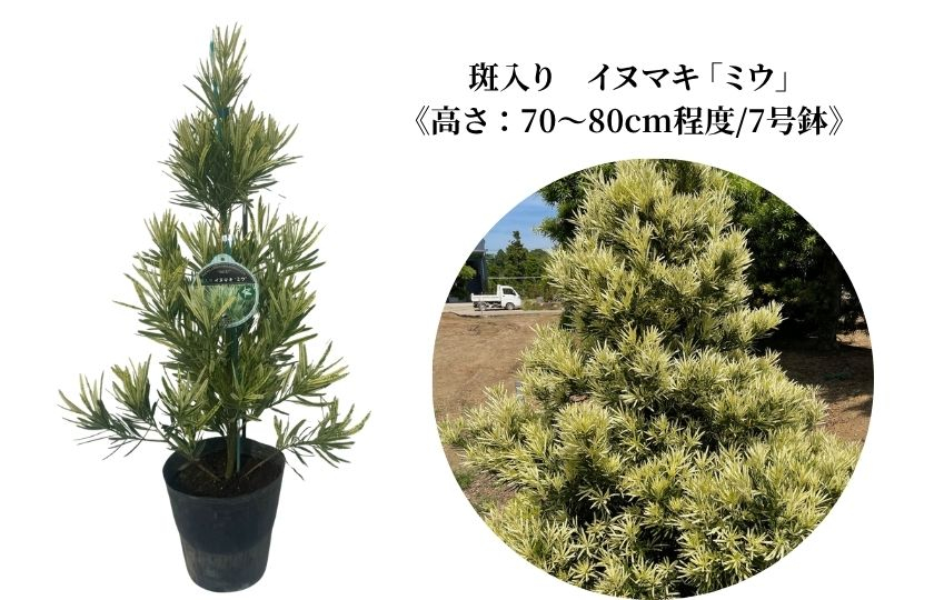 斑入り イヌマキ  「 ミウ 」《高さ：70～80cm程度》