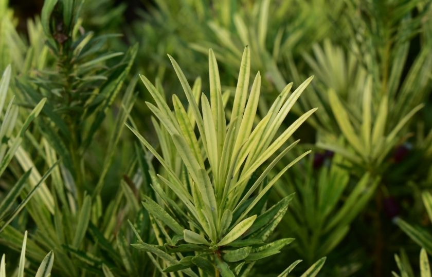 斑入り イヌマキ  「 ミウ 」《高さ：70～80cm程度》