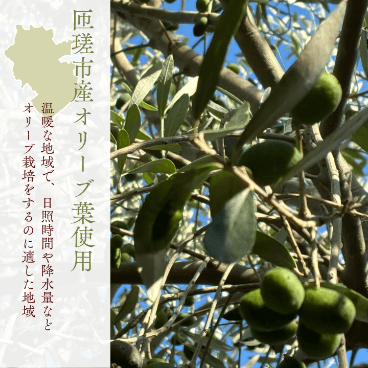 《ギフトボックス入り》匝瑳オリーブ 千朋園　オリーブ茶　2袋 60g（1袋2g×15パック×2袋） ／ お茶 オリーブ茶 オリーブ オレウロペイン ポリフェノール ティーバッグ ギフト 贈答 贈り物