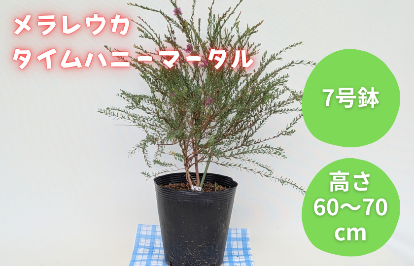 メラレウカ　タイムハニーマータル ／ メラレウカ タイムハニーマータル 植物 観葉植物 ハーブ 鉢植え