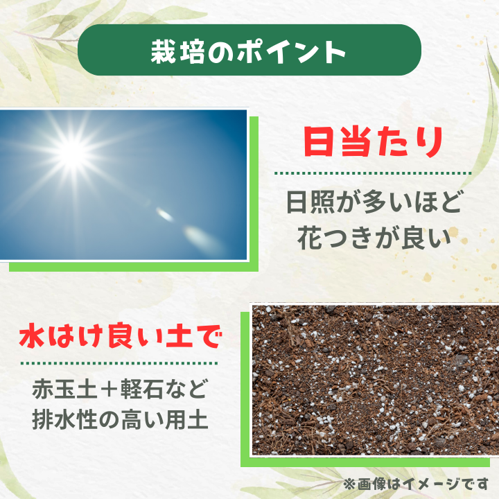 グレビレア　ラニゲラ ／ グレビレア ラニゲラ 植物 観葉植物 鉢植え