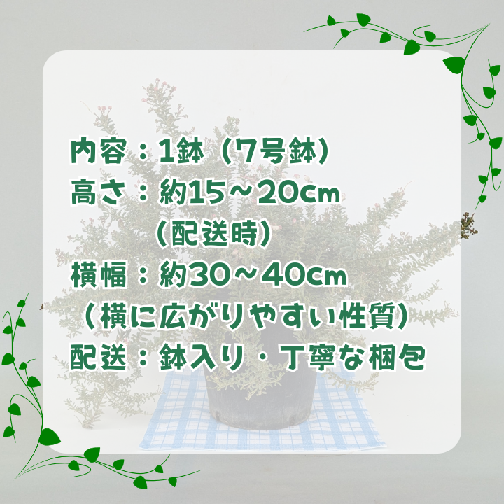 グレビレア　ラニゲラ ／ グレビレア ラニゲラ 植物 観葉植物 鉢植え