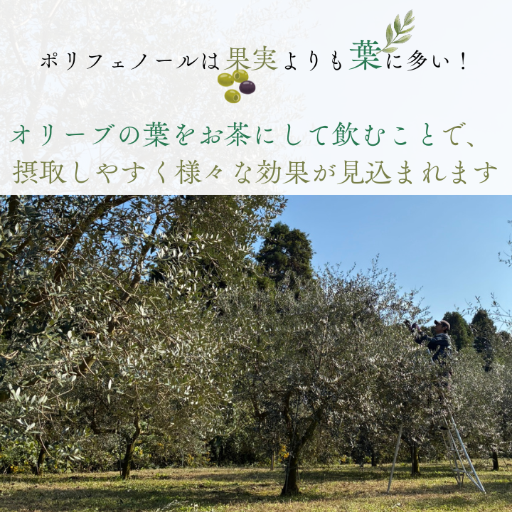 åç³ãªãªãŒã åæåããªãªãŒãè¶ã1è¢ 30gïŒ2gÃ15ããã¯ïŒ ïŒ ãè¶ ãªãªãŒãè¶ ãªãªãŒã ãªã¬ãŠããã€ã³ ããªãã§ããŒã« ãã£ãŒããã°