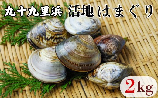 九十九里浜産　活地はまぐり約2kg