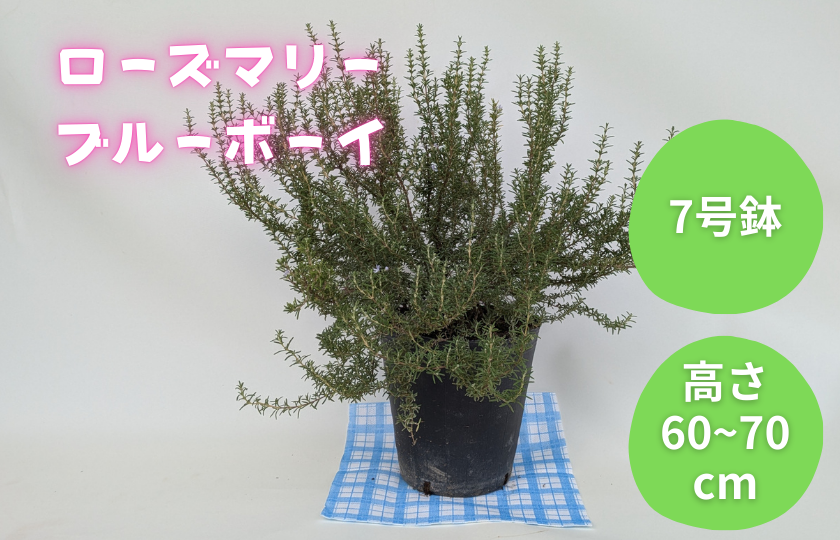 ローズマリー　ブルーボーイ ／ ローズマリー ブルーボーイ 植物 観葉植物 ハーブ 鉢植え