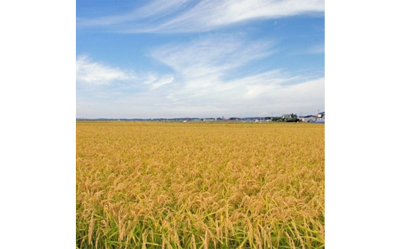 千葉県産粒すけ 10kg（5kg×2袋）