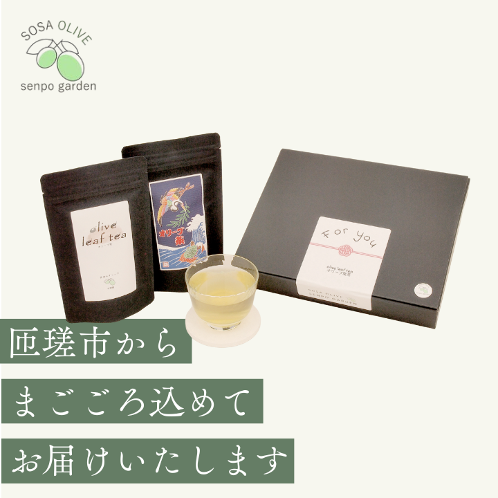 《ギフトボックス入り》匝瑳オリーブ 千朋園　オリーブ茶　2袋 60g（1袋2g×15パック×2袋） ／ お茶 オリーブ茶 オリーブ オレウロペイン ポリフェノール ティーバッグ ギフト 贈答 贈り物