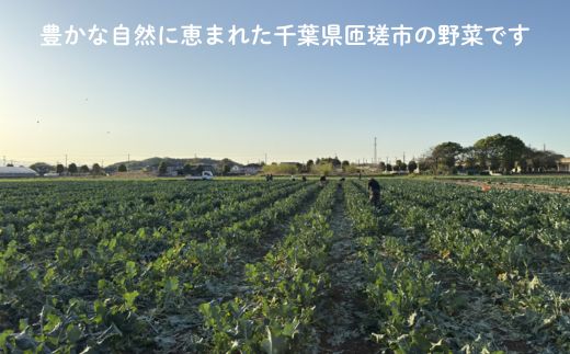 旬のおまかせ野菜セット　4種類以上 ／ 野菜 やさい 旬の野菜 セット 詰め合わせ