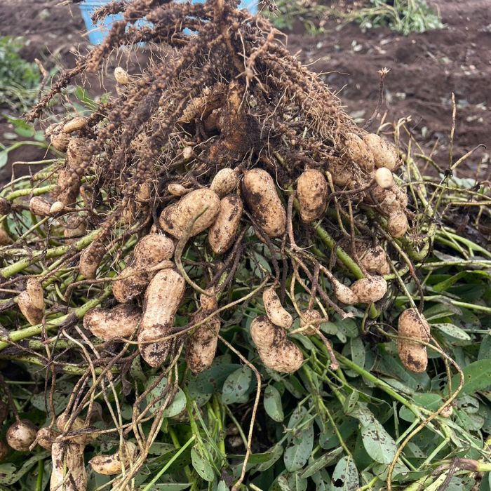 《先行予約》生落花生　おおまさり　2kg ／ 落花生 らっかせい ラッカセイ おおまさり 生落花生 茹で落花生 2kg 産地直送 産直 送料無料