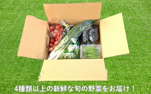 旬のおまかせ野菜セット　4種類以上 ／ 野菜 やさい 旬の野菜 セット 詰め合わせ