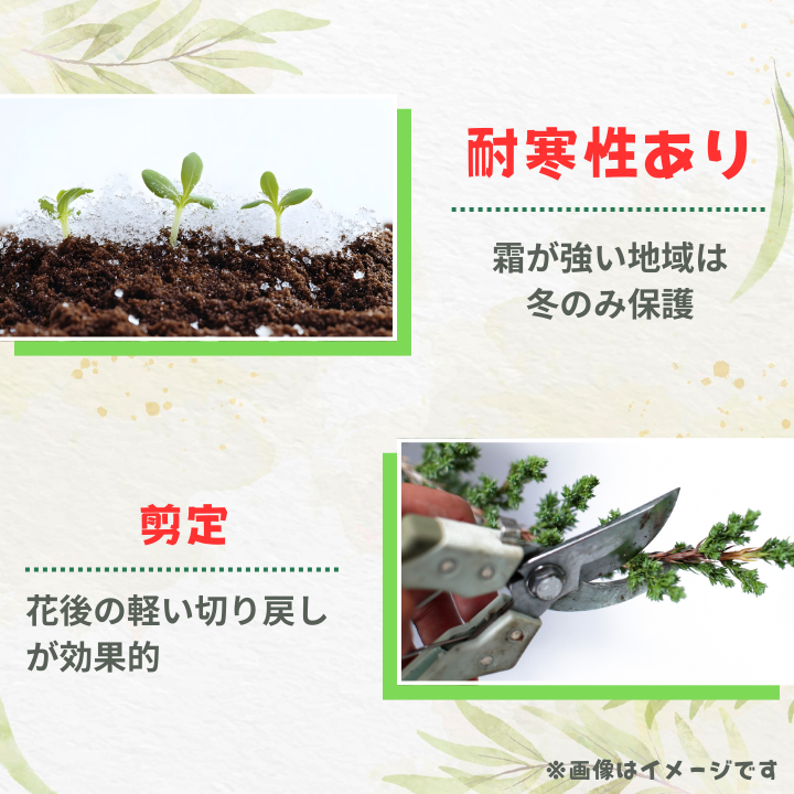グレビレア　ラニゲラ ／ グレビレア ラニゲラ 植物 観葉植物 鉢植え