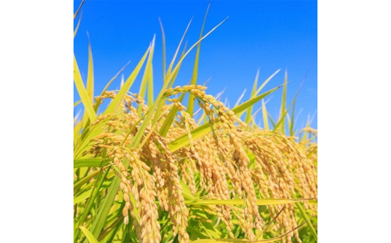 千葉県産粒すけ 10kg（5kg×2袋）