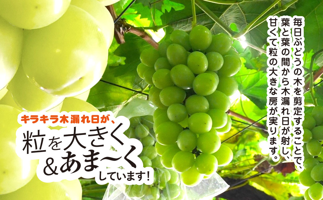 シャインマスカット 先行予約 種なし 700g 平山ぶどう園 マスカット ぶどう ますかっと しゃいんますかっと ブドウ 葡萄 果物 くだもの フルーツ 厳選 農家直送 大粒 たねなし ふるーつ リピート リピーター 多数 朝どれ 果肉 新鮮 budou 2026年発送 千葉県 香取市 HRB001