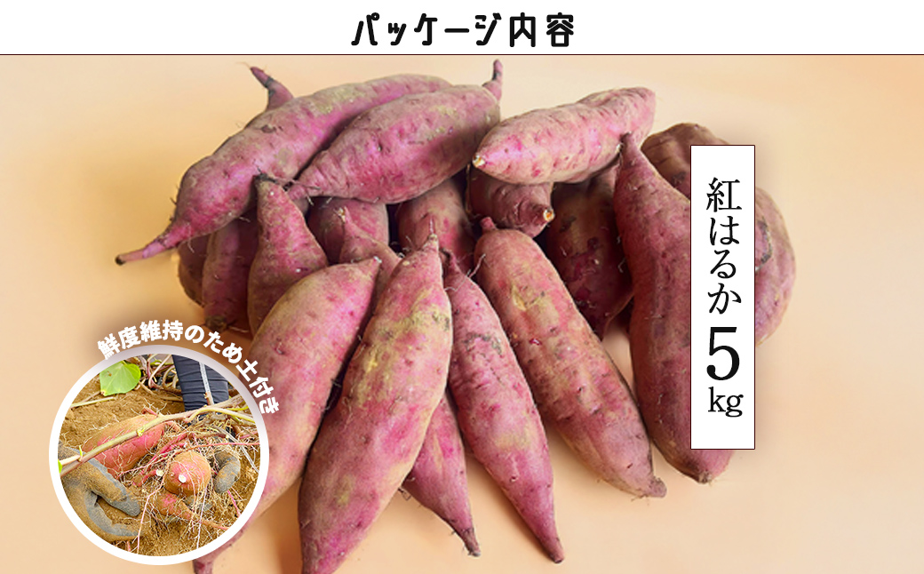 å
è¡åä»ãèš³ããããã€ãŸè çŽ
ã¯ãã çŽ5kg åèçéŠååžç£ã2025幎12æäžæ¬ããé æ¬¡çºéã/ãã€ãŸãã ãã€ãŸè è山蟲å éŠååž/KTRAZ005