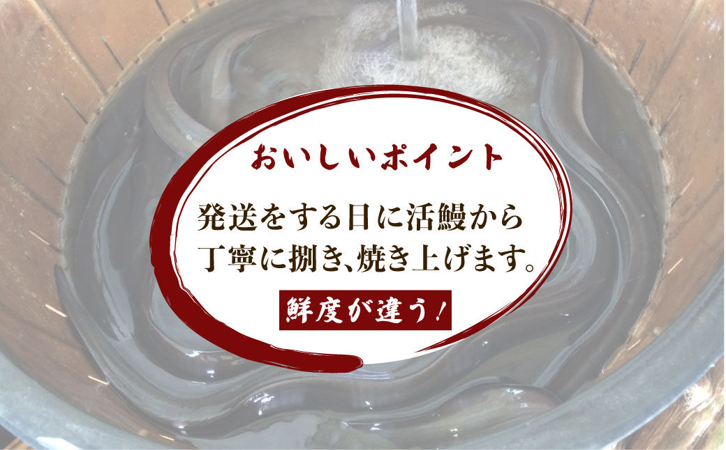 戸村川魚店の国産うなぎ 白焼き大サイズ 2尾 セット / KTRY001 うなぎ 国産うなぎ 鰻 国産鰻 ウナギ 国産ウナギ 白焼  白焼き