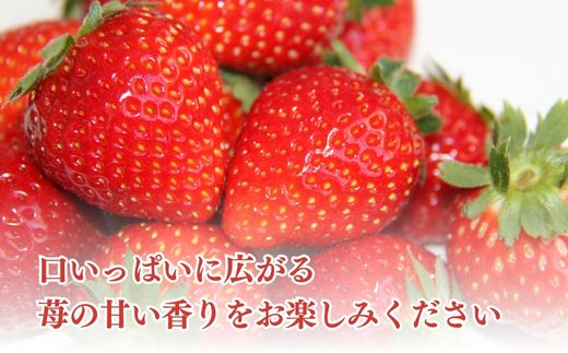 【2月から発送】山武市産 甘熟いちご 800g以上 おすすめの品種をお届け ／ふるさと納税 いちご イチゴ 苺 果物 くだもの フルーツ 旬のくだもの 季節のフルーツ 千葉県 山武市 SMB001