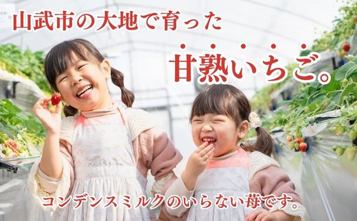 【2月から発送】山武市産 甘熟いちご 800g以上 おすすめの品種をお届け ／ふるさと納税 いちご イチゴ 苺 果物 くだもの フルーツ 旬のくだもの 季節のフルーツ 千葉県 山武市 SMB001