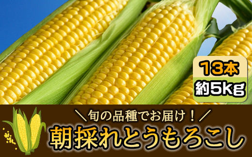 【先行予約】【6月中旬～7月上旬】朝採れとうもろこし 約5kg 13本 旬の品種でお届け！ 　SMBQ001