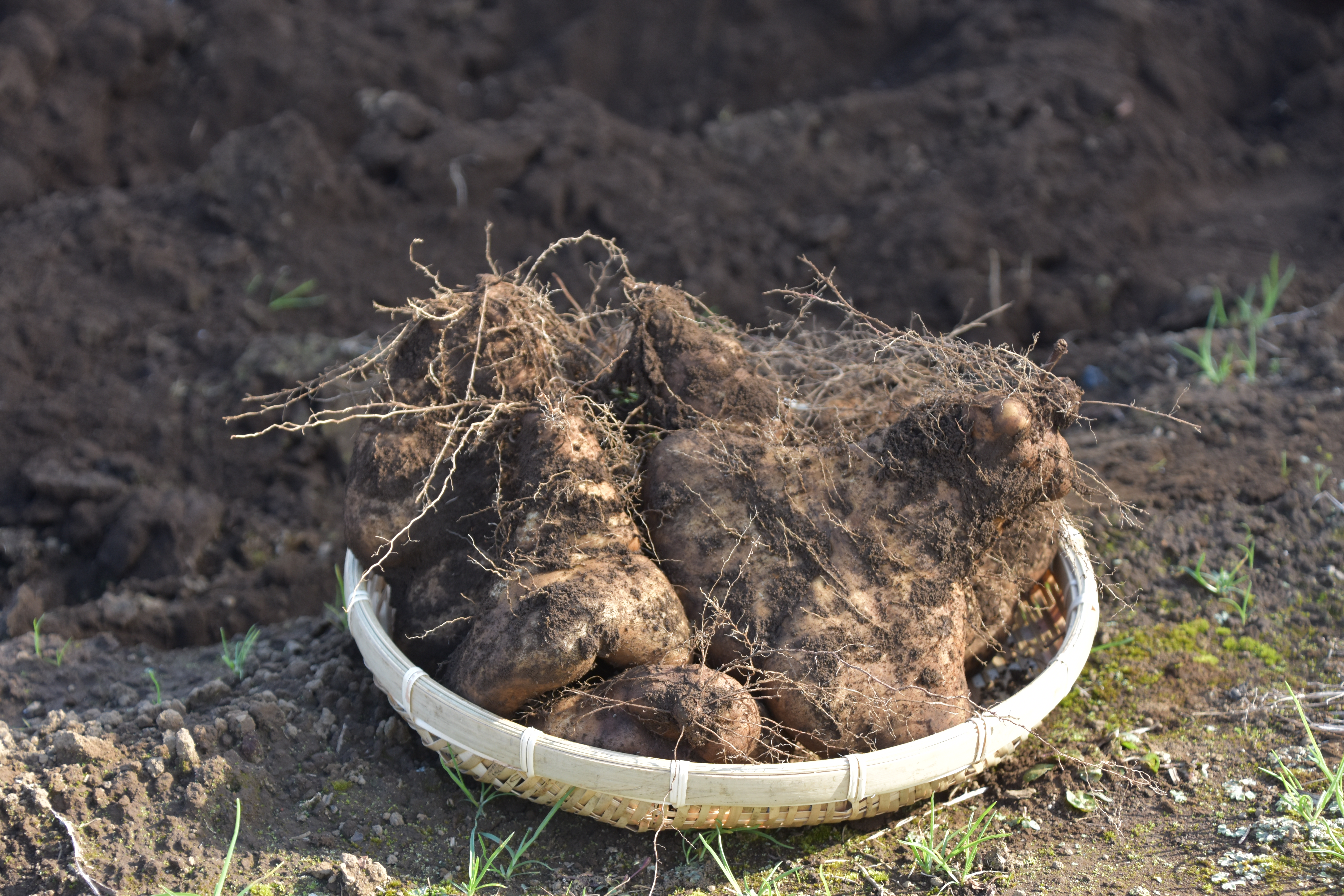 農家直送! 直売所でも大人気! 豊かな風味と強い粘り気が特徴! 大和芋（やまといも）2kg 真空パック包装　SMCH001