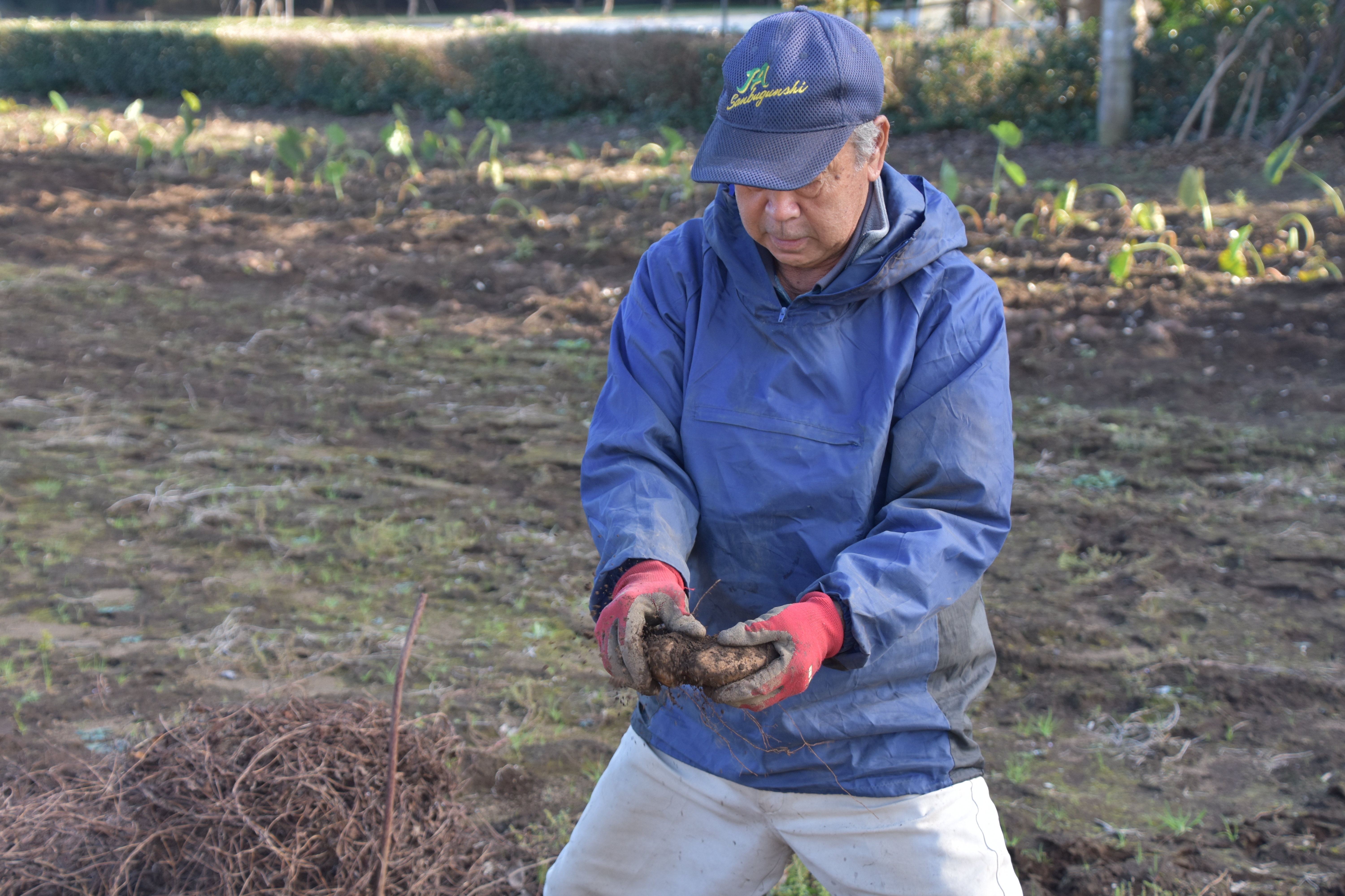 農家直送! 直売所でも大人気! 豊かな風味と強い粘り気が特徴! 大和芋（やまといも）2kg 真空パック包装　SMCH001