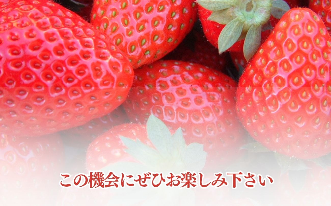 【12月上旬から発送】いちご狩りチケット（2名様分） いちご イチゴ 苺 イチゴ狩り いちご狩り体験 チケット 利用券 千葉県 山武市 SMQ001