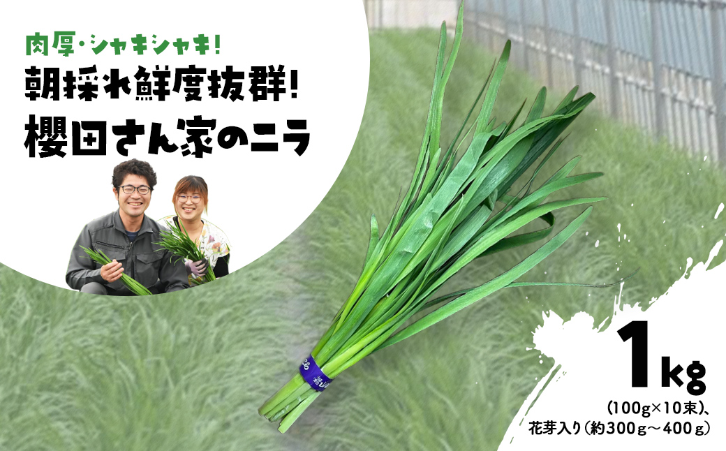 【先行予約】【2026年7月から発送】肉厚・シャキシャキ! 朝採れ鮮度抜群! 櫻田さん家のニラ 1kg(100g×10束)、花芽入り（約300ｇ～400ｇ） SMCS003