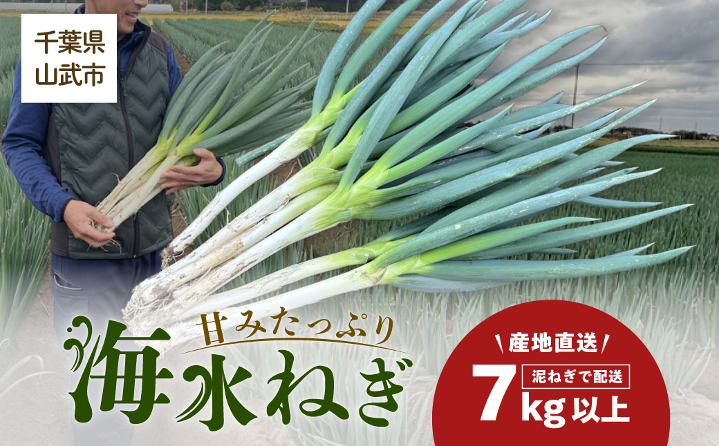【先行予約】【発送期間は12月～2月】地元の道の駅オライはすぬまで大人気の農家から直送! 山武市で限定栽培のミネラルが豊富で甘みたっぷりの「海水ネギ」７kg以上（泥ネギでドドンと配送）   SMCV002