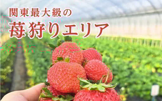 【12月上旬から発送】いちご狩りチケット（2名様分） いちご イチゴ 苺 イチゴ狩り いちご狩り体験 チケット 利用券 千葉県 山武市 SMQ001