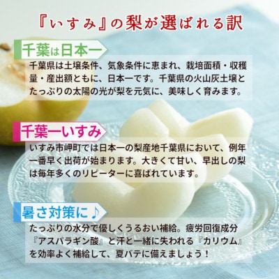 いすみ市産あきづき梨　約5kg(11〜12個)【1462342】