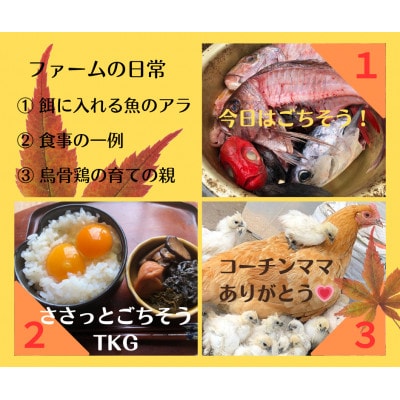 庭先養鶏いすみケンコーファームが烏骨鶏の有精卵10個を心を込めて大切なあなたへお届けいたします【配送不可地域：離島】【1455517】