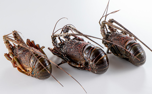 活〆冷凍伊勢海老600g【配送不可地域：離島】【1607625】