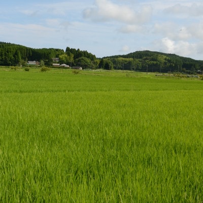 【令和6年産米】　千葉県いすみ市産　コシヒカリ精米10kg(5kg×2袋)【1546629】