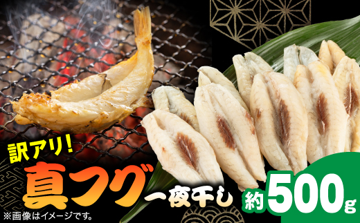 【訳アリ】真フグ一夜干し約500g【配送不可地域：離島】【1608831】