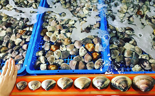 (( 訳あり ))　天然活はまぐり約1.5kg【配送不可地域：離島・沖縄県】【1465117】