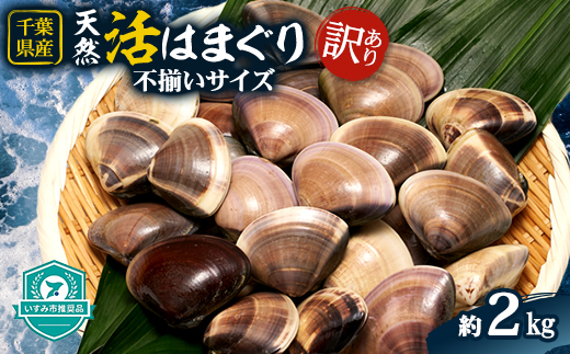 (( 訳あり ))　天然活はまぐり　約2.0kg【配送不可地域：離島・沖縄県】【1472198】