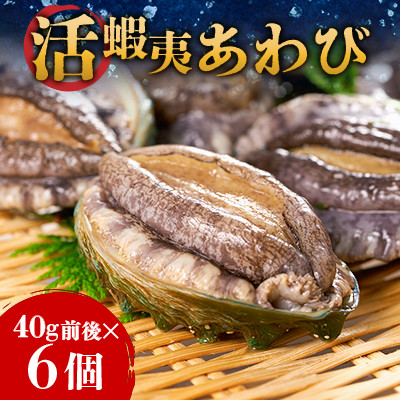 活き蝦夷あわび　6個【配送不可地域：離島・北海道・沖縄県・東北・中国・四国・九州】【1442546】