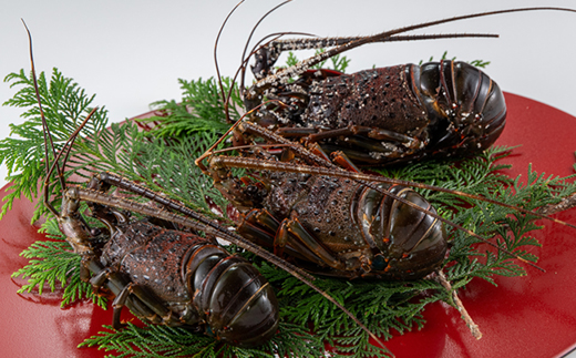 活〆冷凍伊勢海老600g【配送不可地域：離島】【1607625】