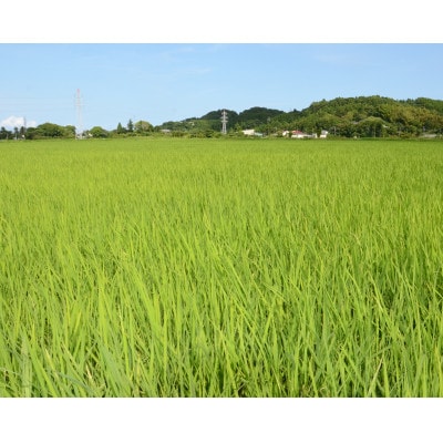 【毎月定期便】千葉県いすみ市産コシヒカリ10kg(5kg×2袋)全3回【4083579】