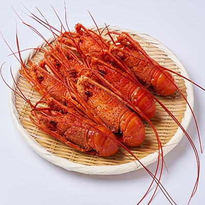 訳アリボイル伊勢海老1kg(約6-9尾入り)【配送不可地域：離島】【1743639】