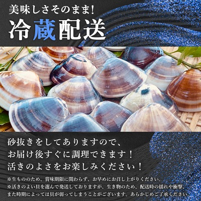 天然はまぐり約800g (千葉県産)【配送不可地域：離島・沖縄県】【1441975】