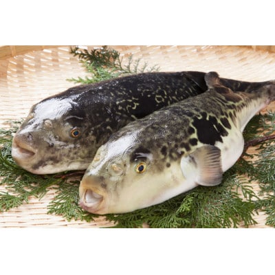 天然とらふぐちり鍋セット(600〜700g)千葉県大原産【配送不可地域：離島】【1679652】