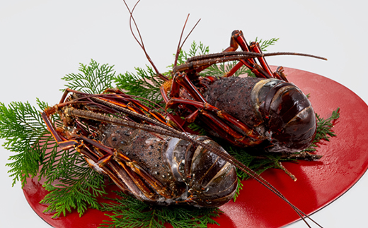 掻ãå·åäŒå¢æµ·è 1.2kgãé
éäžå¯å°åïŒé¢å³¶ãã1607919ã