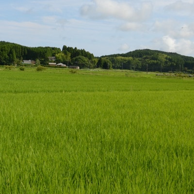 【令和6年産米】　千葉県いすみ市産　コシヒカリ精米5kg【1546630】