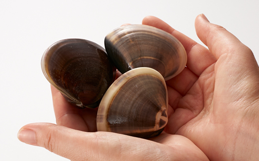 (( 訳あり ))　天然活はまぐり約1.5kg【配送不可地域：離島・沖縄県】【1465117】