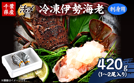 刺身用活〆冷凍伊勢海老420g【配送不可地域：離島】【1607614】